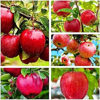 Apple - Sara 81uZvnZNX+L._UF350,350_QL50_.jpg